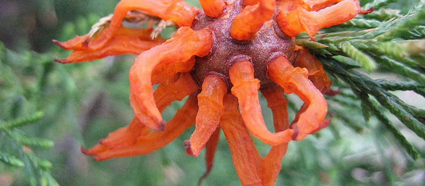 Εντυπωσιακό: Μύκητας μετατρέπει τους καρπούς σε μορφώματα (φωτο)